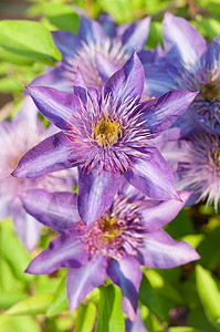 紫色克莱马蒂斯花植物摄影藤蔓植物群高清图片
