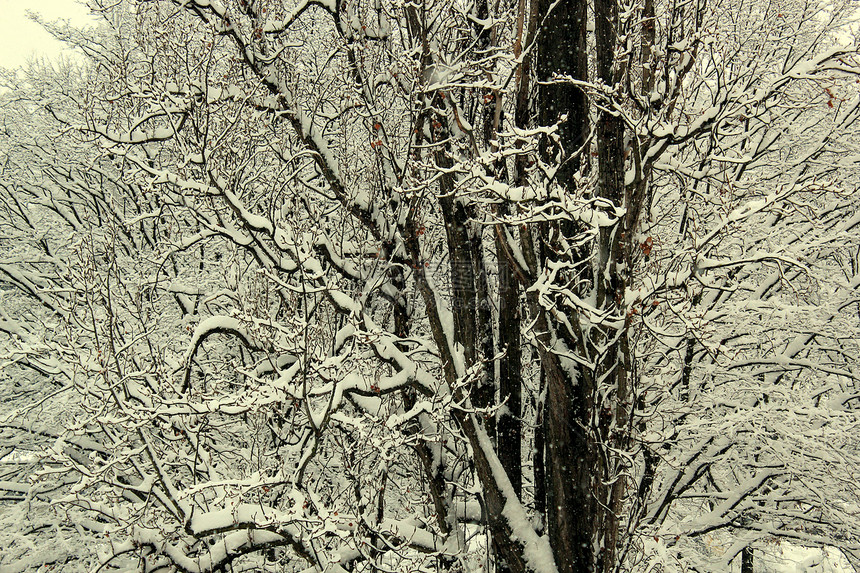 树枝和雪雪白色气候树干植物天气季节图片