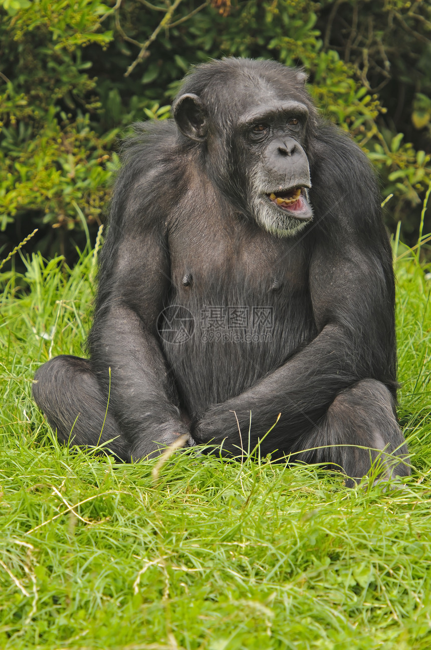 黑猩猩动物灵长类热带濒危黑色野生动物图片