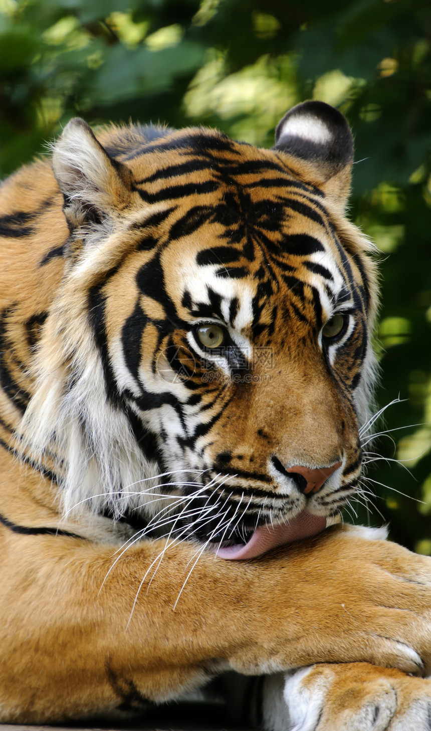 苏门特兰虎野生动物白色棕色橙子黑色哺乳动物条纹濒危图片
