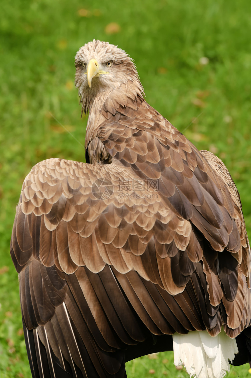 白尾鹰黑色棕色食肉黄色绿色濒危野生动物动物图片