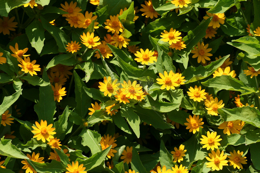 黄蜂绿色花朵绿色植物植物群黄色植物树叶花瓣图片