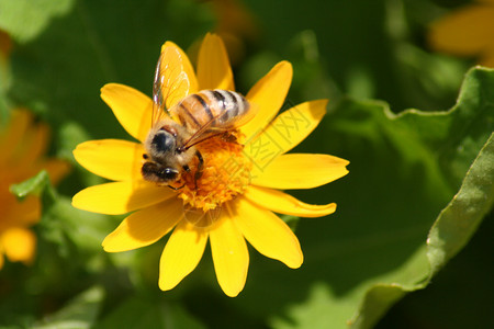 花朵上的蜜蜂雏菊黄色植物昆虫翅膀背景图片