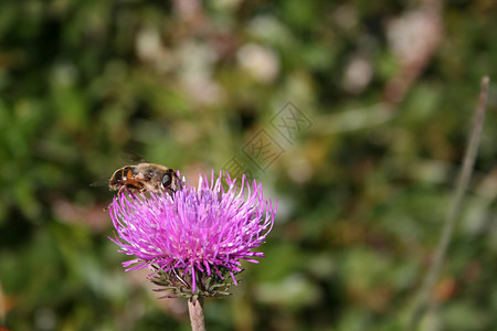 紫花蜜蜂昆虫花朵植物紫色背景图片