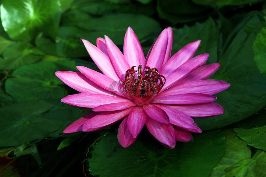 热带花卉植物花瓣软垫植物群百合绿色粉色漂浮池塘美丽图片