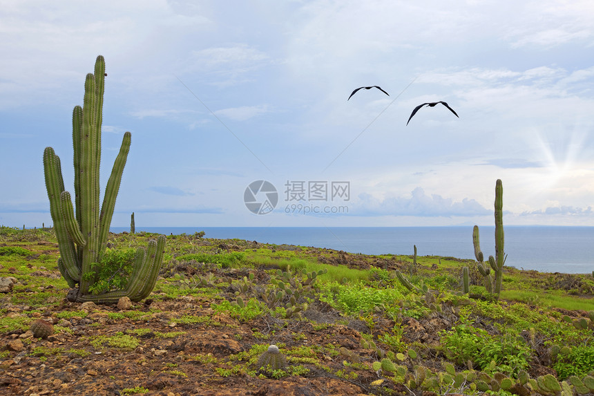 阿鲁巴景观支撑植物植物学海景孤独风景旅行热带植物群鸟类图片