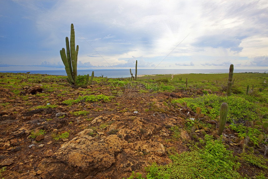阿鲁巴景观植物群风景植物学植物热带植被旅行孤独海景支撑图片