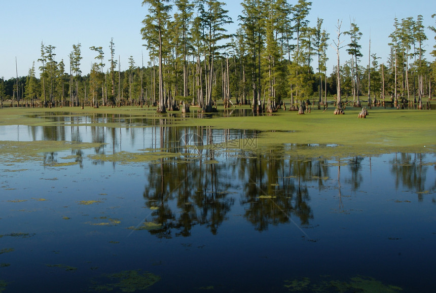 沼滩反射环境绿色藻类树木蓝色图片
