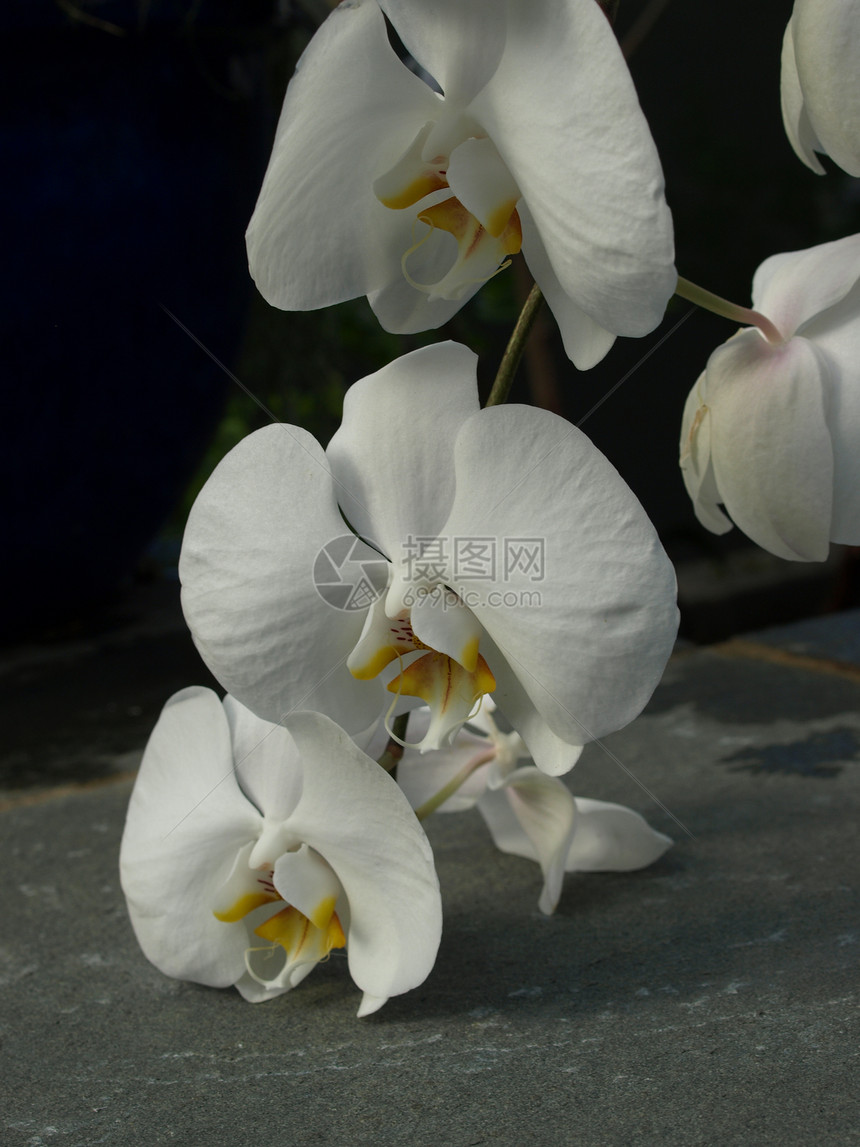 白兰花植物群热带植物植物学白色图片