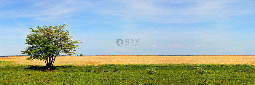 树全景农业场地绿色天空农村农田图片