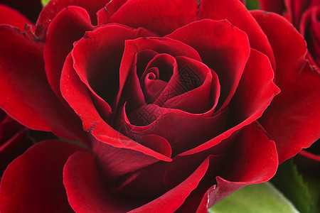红玫瑰母亲红色诞生妈妈礼物花园生日宏观背景图片
