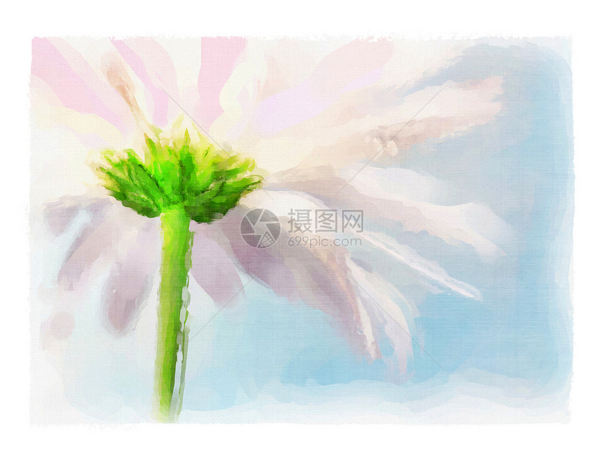 粉色菊花的数字水彩图片