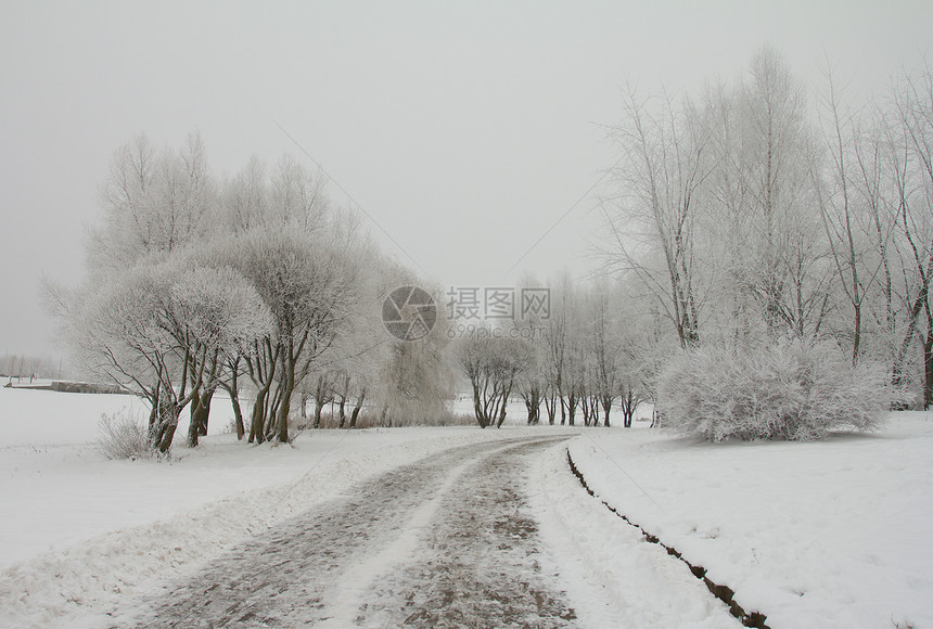 积雪公园中的积雪路径场景森林树木公园胡同白色季节车道树干人行道图片