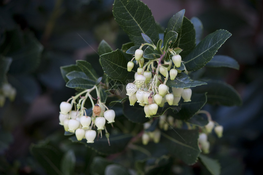 白铃花绿叶白色晨花图片