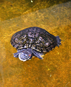 游泳龟硬壳爬虫动物两栖动物动物群背景图片