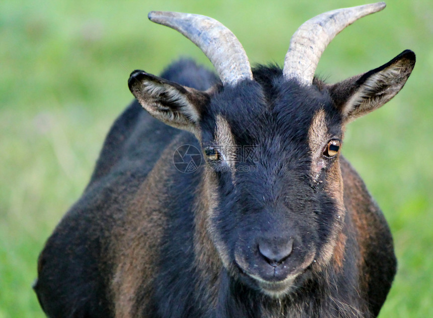 山羊的肖像耳朵喇叭身体农田农业头发宠物黑色农场黄蜂图片