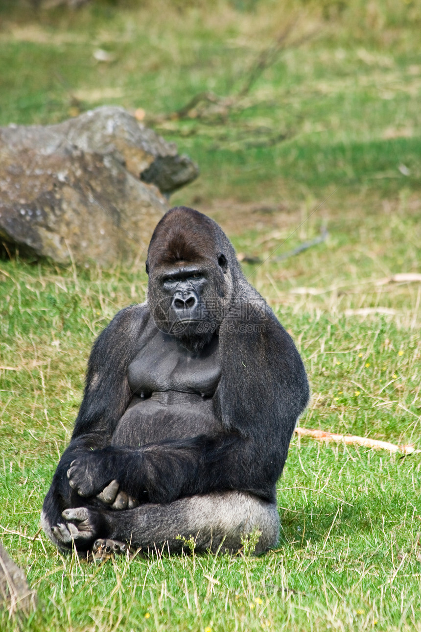 大猩猩银背放松野生动物人猿动物男性灵长类丛林思维濒危哺乳动物图片