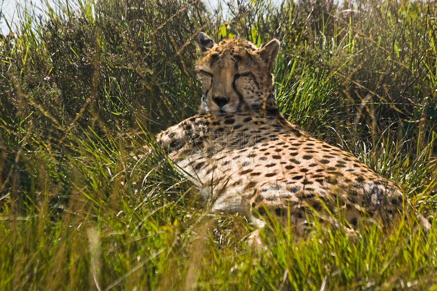 休养猎豹捕食者林地哺乳动物棕色照片水平猎人野生动物平原斑点图片