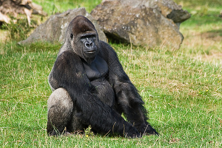 大猩猩银背放松灵长类动物人猿领导者濒危哺乳动物男性野生动物丛林思维背景图片
