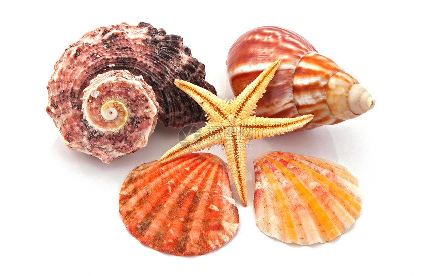 星鱼和海壳海滩星星支撑甲壳生物褐色动物螺旋白色生态图片