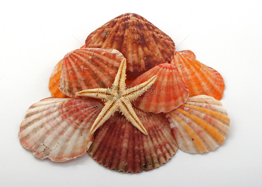 星鱼和海壳支撑热带生物学生态扇贝环境甲壳生物野生动物褐色图片