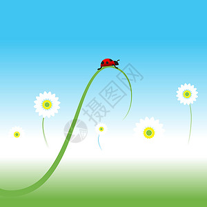 弹簧草春底Ladybug 弹簧背景环境甘菊花园天空甲虫阳光瓢虫生活植物季节插画