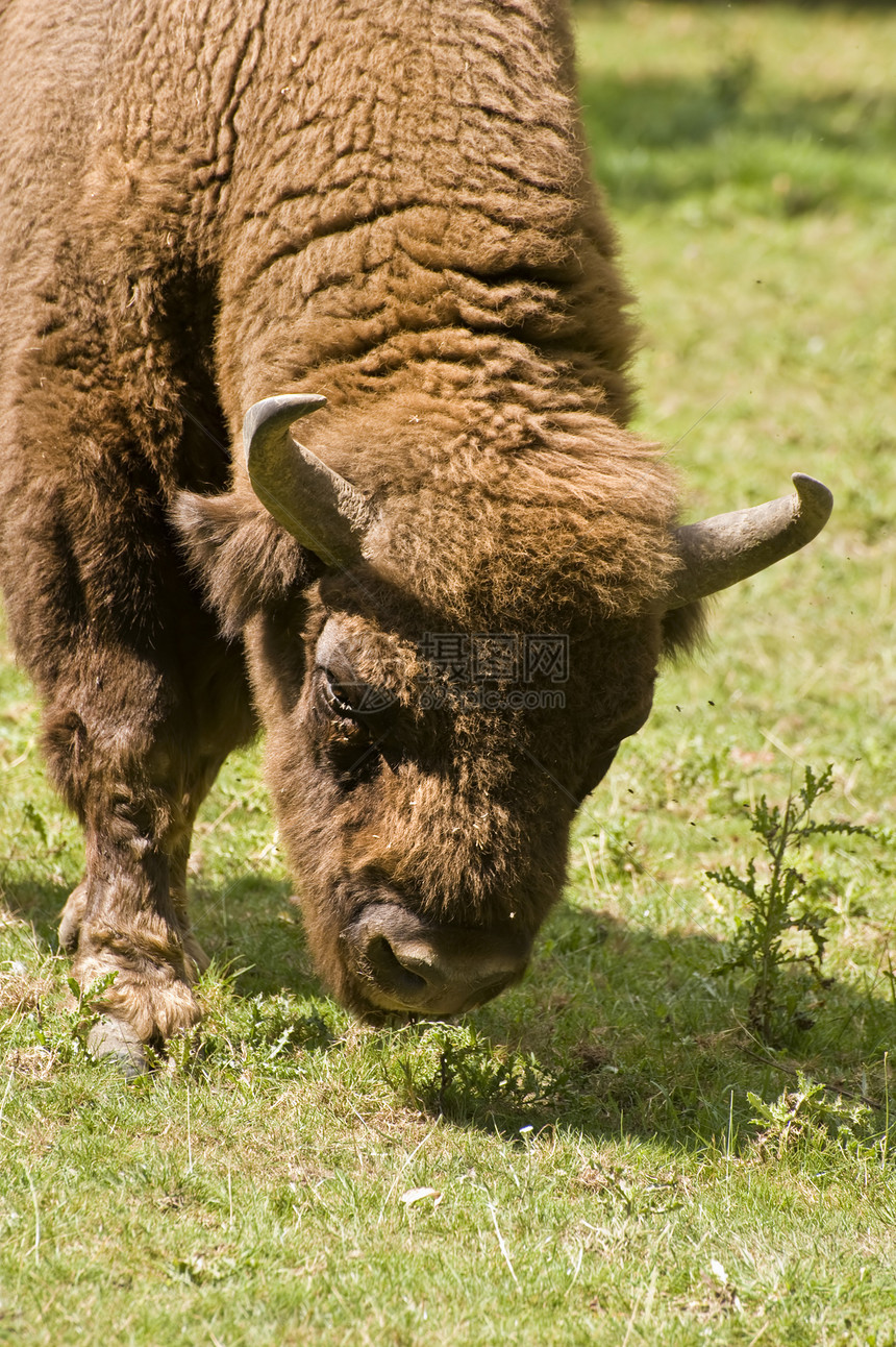 欧洲 Bison野生动物身体动物苍蝇绿色红利男性哺乳动物棕色牛角图片