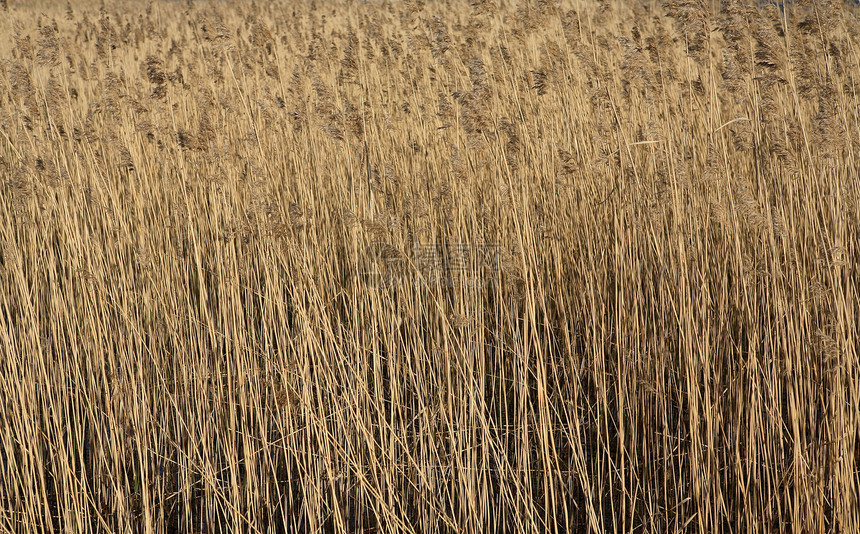 海上Reeds图片