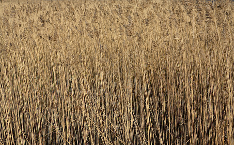 灯心草海上Reeds背景