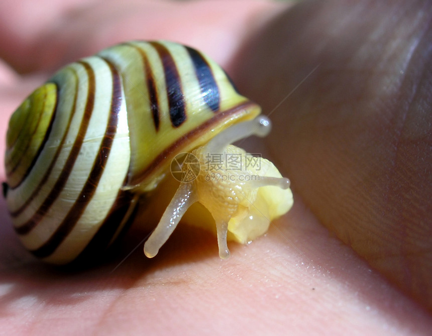 蜗牛螺旋耳蜗棕榈天线蠕变粘液生物晴天皮肤季节性图片