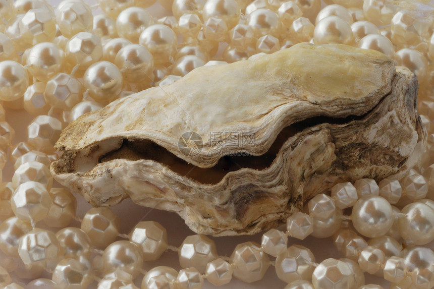 珍珠为牡蛎图片