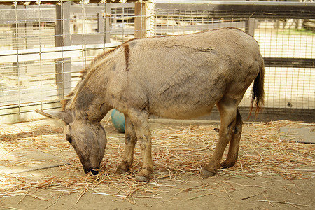 动物园的驴子背景图片