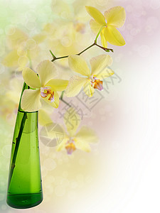 兰花植物学植物异国花瓣背景绿色花瓶情调脆弱性黄色背景图片