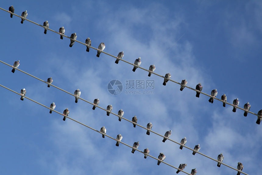 电线上的鸟类对角线团队电缆天空白色野生动物荒野电话线条电气图片