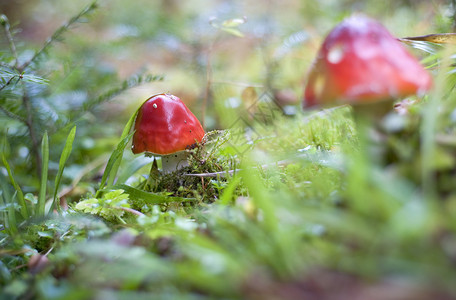 阿曼塔药品毒菌森林魔法侏儒苔藓荒野生物学地面季节背景图片