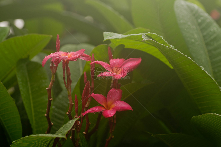 弗朗比帕尼热带植物香味花瓣鸡蛋花花园邀请函公园情调温泉图片
