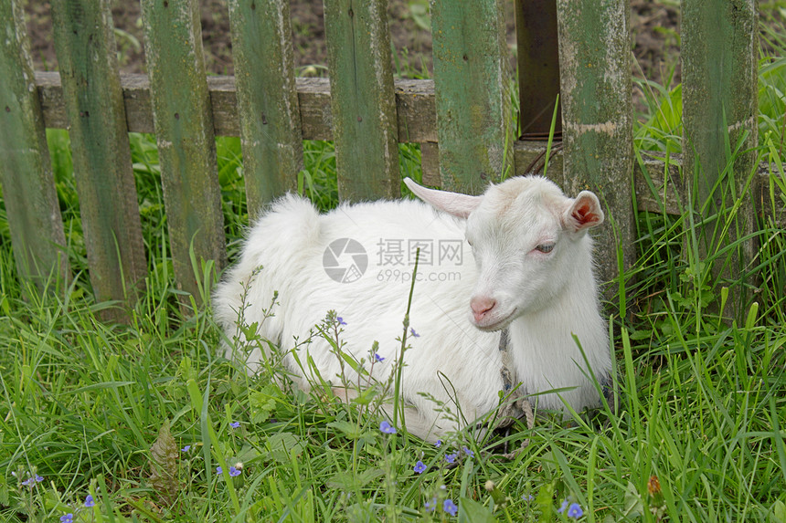 白山羊山羊母鹿食物胡子哺乳动物白色家畜国家动物绿色图片