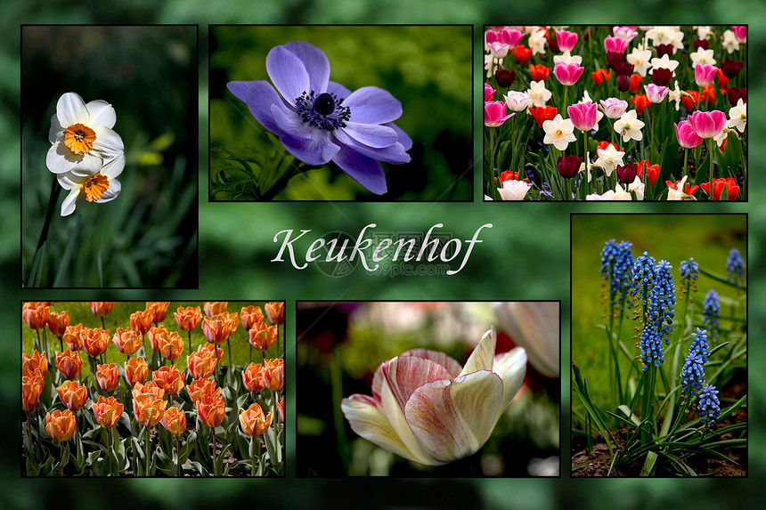 收集鲜花Keukenhof的明信片墙纸紫色收藏植物水仙郁金香海报拼贴画花瓣季节图片