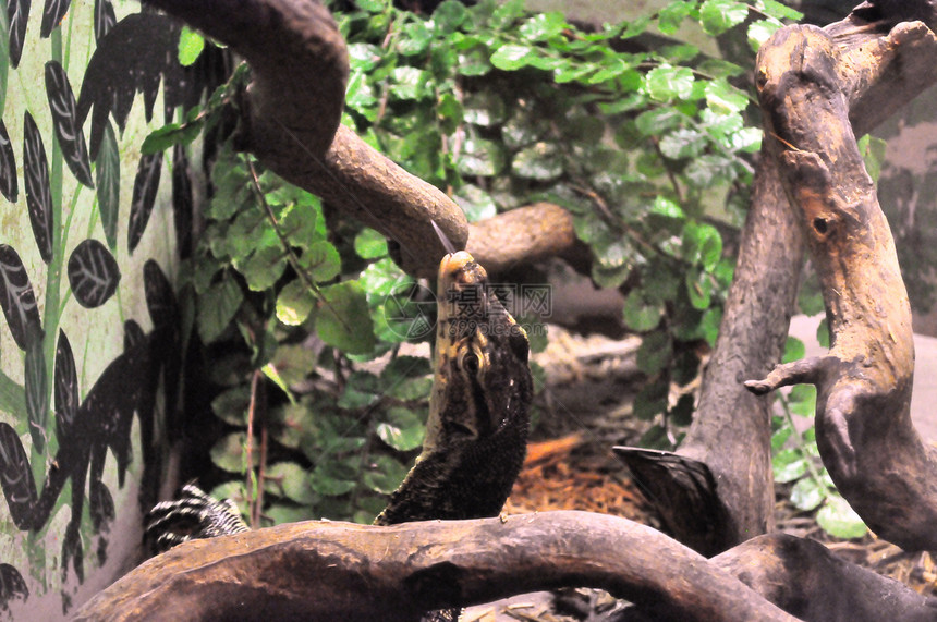 蜥蜴舌叶子树叶爬虫绿色动物动物群图片