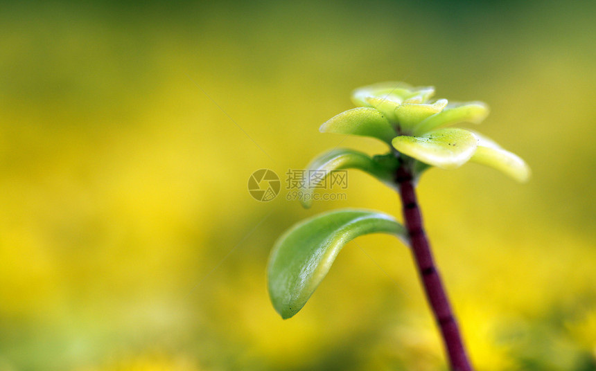 黄色 sedum花粉植物群园艺植被生长叶子花蜜花瓣地面雄蕊图片