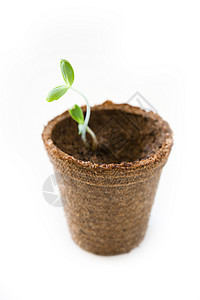 树苗种子园艺植物生活生长绿色活力背景图片