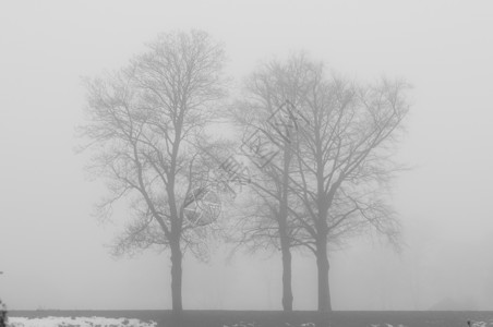 雾中三棵树季节灰色剪影背景图片