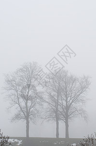 雾中三棵树灰色剪影季节背景图片