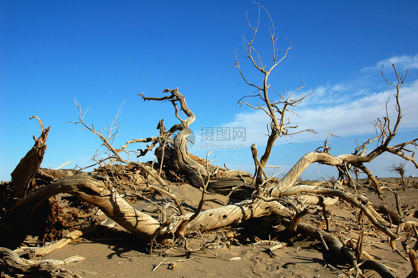 沙漠中枯树旅游蓝色植物死亡荒野腐烂衰变树木天空图片