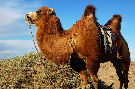 尔格沙漠中的骆驼旅游荒野哺乳动物野生动物农业沙丘旅行寂寞毯子蓝色背景