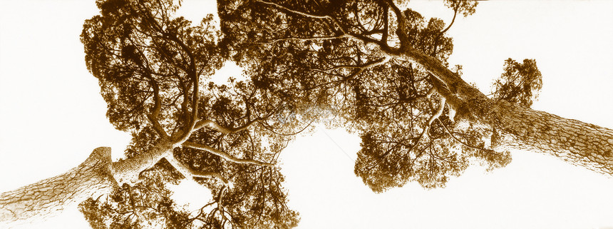 塞皮亚双松树图片