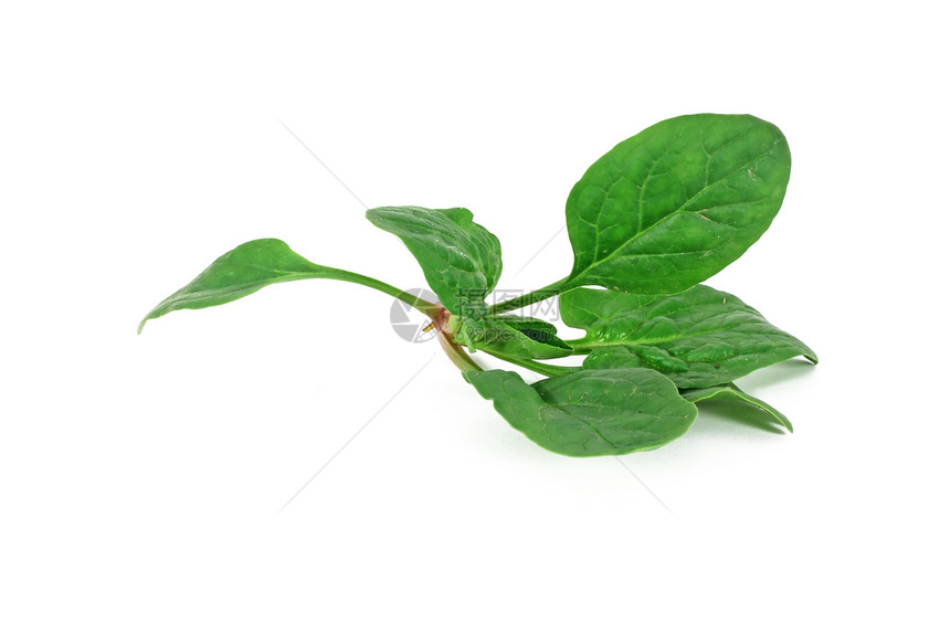 菠菜绿色叶子白色沙拉植物蔬菜食物图片