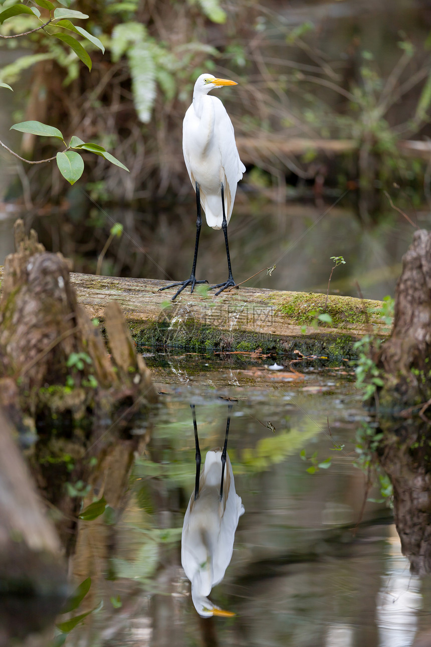 长江中的大埃格雷特鸟湿地水域地理沼泽地白色水鸟沼泽涟漪技术反射图片