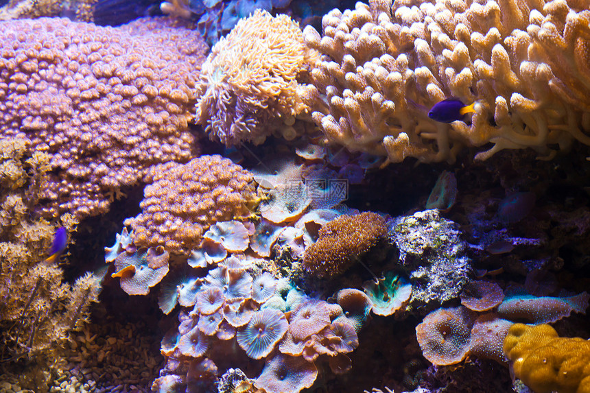珊瑚礁海洋红色珊瑚蓝色热带生活图片