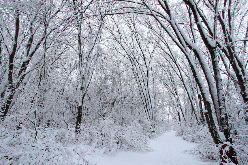 Rock Cut州公园  伊利诺伊州岩石寒意暴风雪针叶树寒冷森林松树场景生物学环境图片